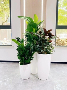 惊！宁波杭州湾绿化修剪方案，重塑绿色风景线><div class=